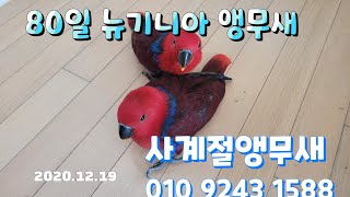 80일 뉴기니아 앵무새