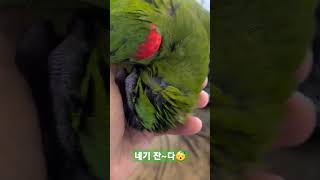 자는척 하다 들켜서 다시 자는척 하는 앵무새  #한스마카우