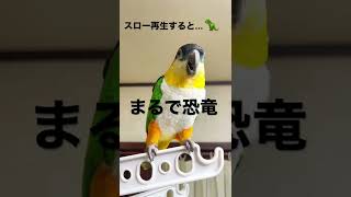 恐竜みたいな鳥 ズグロシロハラインコ