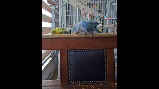 [퀘이커 앵무] 엄마 쉴까봐 | 일거리 만들어 주는 센스 #parrot #budgerigar #quakerparrot #말썽쟁이 #사랑이 #까꿍이