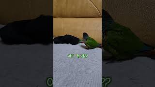 코뉴어앵무새#하랑이#하봉이#parrot#birds