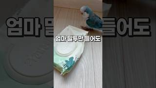 엄마 말투만 들어도 상황파악하는 앵무새  퀘이커앵무새 부리  #반려동물 #parrot