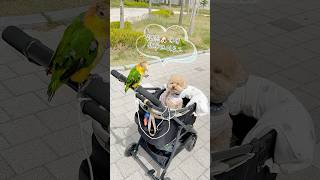 개새들의 산책 #강아지 #반려동물 #귀여운 #반려견 #카이큐#카이큐앵무새#푸들#반려조#펫#펫스타