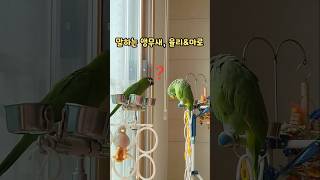 마로왔다고‼️#말하는앵무새 #한스마카우 #아마존앵무새