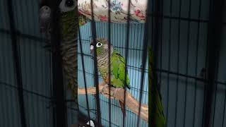 안녕히 다녀 오시라고 인사하는 앵무새