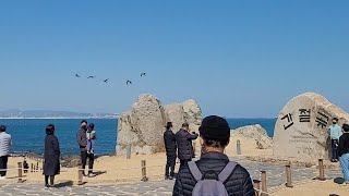 간절곶 청금강앵무새 자유비행