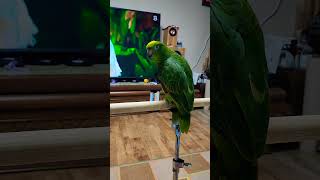 이쁜이는 뒤를 돌아 봅니다. #pets #cute #아…