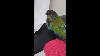 왕따 아기앵무새 A lonely baby parrot …