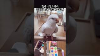 잔소리?!는 앵무새도 싫어한대욧# 앵무새이다복 #러블리…