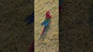 올림픽공원 홍금강앵무새 등장~ 화려하고 특이하게 생긴것…