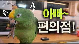 관두자~ / 은근히 할 말 다하는 별이  / 앵무새가 …