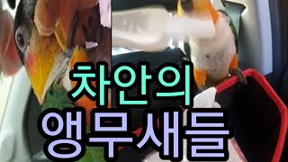 [ 모음집 ]차안의 앵무새