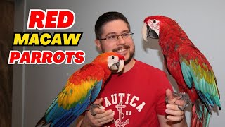 Scarlet vs Green Wing Macaw Pa…