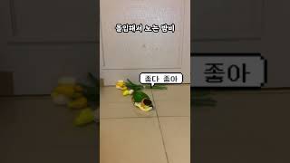 곱창 머리끈 입는 앵무새 #shorts #parrot …