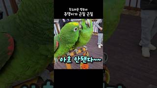 참견쟁이 주댕이가 근질 근질 #아랑이 #아마존앵무새 #…