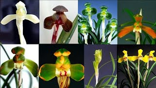 1월24일 월요일 종자목으로 좋은 품종들 준비했습니다