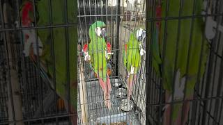 Beautiful mini macaw  Chestnut…