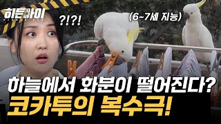 마른 하늘에서 떨어진 화분?! 터전을 잃어버린 코카투의…