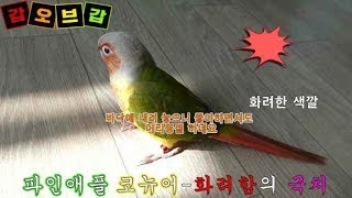 2019 06 10 화려한 파인애플 코뉴어 입양-놀랍네요