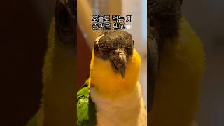 응아를 맞아도 밥이 좋아요 #shorts #caique…