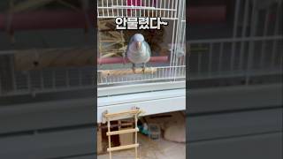 대형앵무새 중형앵무새 함께 키울 때‼️ 퀘이커앵무새 회…