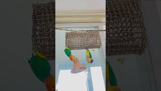 #카이큐 #앵무새#whitebelliedcaique #parrot