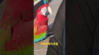홍금강앵무새 아롱이 목소리 귀엽 #shorts