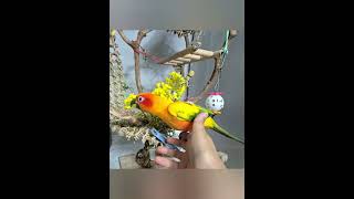 #birds #pets #parrot #cute #bi…