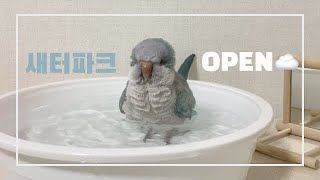 SUB) 앵무새 구름이의 목욕, ASMR은 실패ㅠㅠ (Parrot Cotton's bath time)