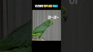 인간화된 앵무새 별이 - 아빠 없다고 우네ㅎㅎ