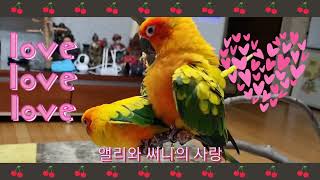 앵무새 썬코뉴어            앨리와 써니의 사랑