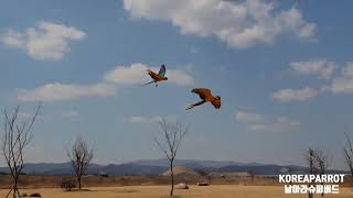앵무새 안날아가요??? 날아가죠