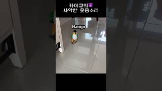 악마웃음소리 #shorts #parrot #caique…