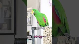 잔디가 고장나버렸어요... #shorts