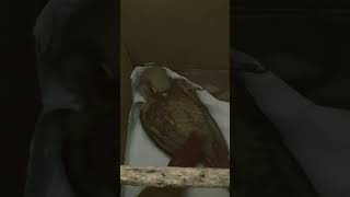 코뉴어와 카이큐는 왜 드러눕는걸 좋아할까