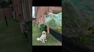  코카투의 습격!  라임 초토화  프렝키 라임 보안관 …