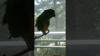 수리는 베란다가 좋아♡  #parrot  #세네갈앵무 …