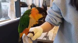 [동물]팬더쌤 앵무새를 만나다!! 손(?)잘 쓰는 카이…
