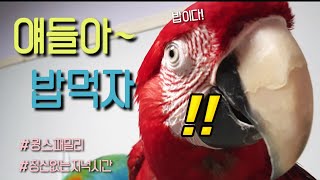 얘들아~ 밥먹자!! 정신없는 우리집 저녁시간 / 앵무새…