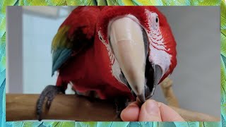 [홍금강 라틴] 기가막혀~ 잣 하나에 이렇게 달라지는 앵무새 보셨어요? (feat. 앵무새발바닥)