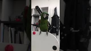 하이라이트는 끝부분에 ㅋㅋ 흥이 넘치는 체스넛 마카우 …