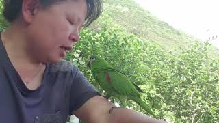 뽀뽀하는 앵무새