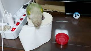 어째 이리 귀여울까 우리봄이 블루시나몬코뉴어