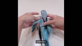 [마루] 20초 앵무새 하네스 채우는 영상 #shorts