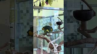 물그릇으로 세수하는 아마죤 앵무새 #amazon