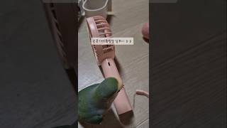 한발 걸치는 귀여운 모란앵무 #앵무새 #parrot #…