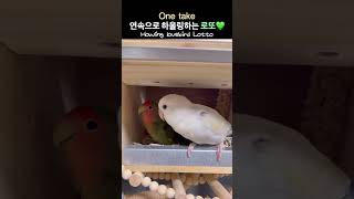 하울링 모란앵무새 로또One take Howling l…
