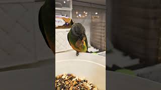땅콩은 맛있어~!귀여운 앵무새