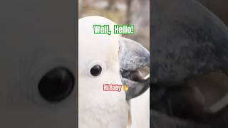 Funny Bird Moments Caught on Camera!  #birds #cockatoo #funny #parrots