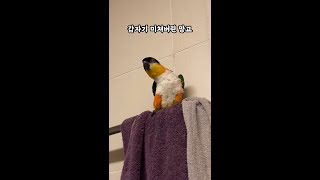 미친 앵무새 #shorts #parrot #caique…